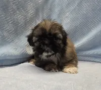 Wilbur, a male Shih Tzu for sale in Guthrie, KY – 1 of 3