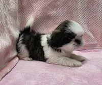 Holly, a female Shih Tzu for sale in Guthrie, KY – 2 of 3