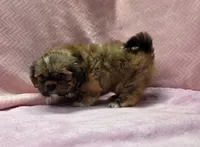 Emma, a female Shih Tzu for sale in Guthrie, KY – 2 of 2