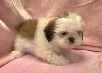 Bell, a female Shih Tzu for sale in Guthrie, KY – 4 of 6