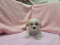 Peggy, a female Maltipoo for sale in Guthrie, KY – 7 of 7