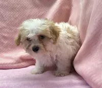 Peggy, a female Maltipoo for sale in Guthrie, KY – 2 of 7
