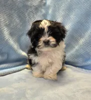 Tommy, a male Shihpoo for sale in Guthrie, KY – 5 of 5