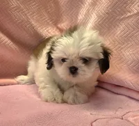 Bell, a female Shih Tzu for sale in Guthrie, KY – 6 of 6