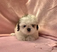 Bell, a female Shih Tzu for sale in Guthrie, KY – 5 of 6