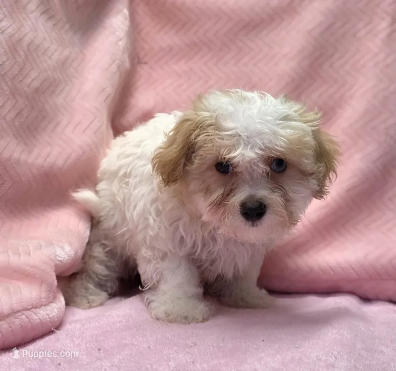 Peggy – Maltipoo puppy for sale in Guthrie, KY