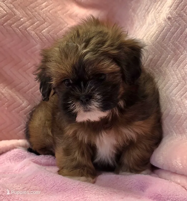 Sarah – Shih Tzu puppy for sale in Guthrie, KY