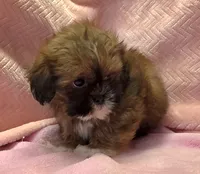 Sarah, a female Shih Tzu for sale in Guthrie, KY – 2 of 6