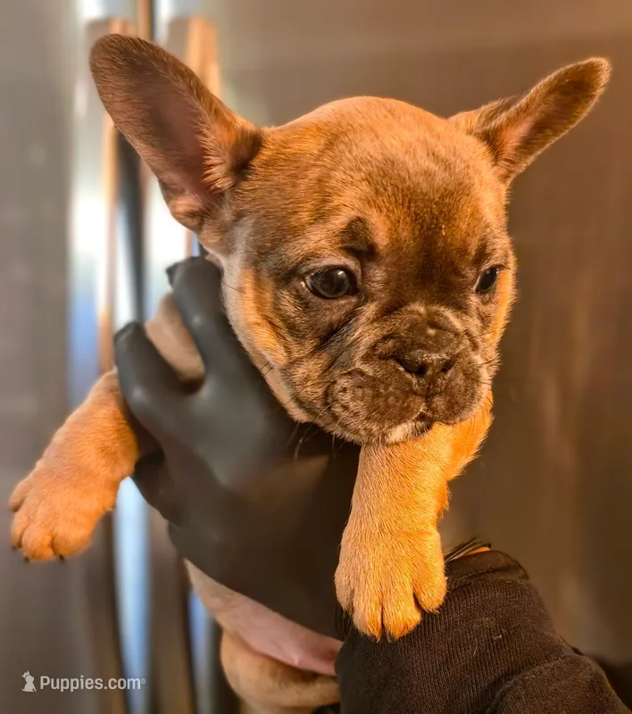 Nessa Rose – French Bulldog puppy for sale in Louisville, KY