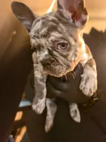 Boq, a female French Bulldog for sale in Louisville, KY – Photo 2 of 2