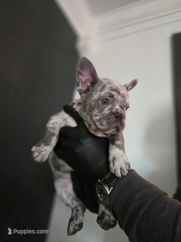 Boq – French Bulldog puppy for sale in Louisville, KY