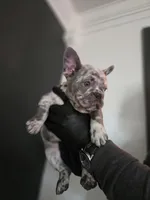 Boq, a female French Bulldog for sale in Louisville, KY – Photo 1 of 2