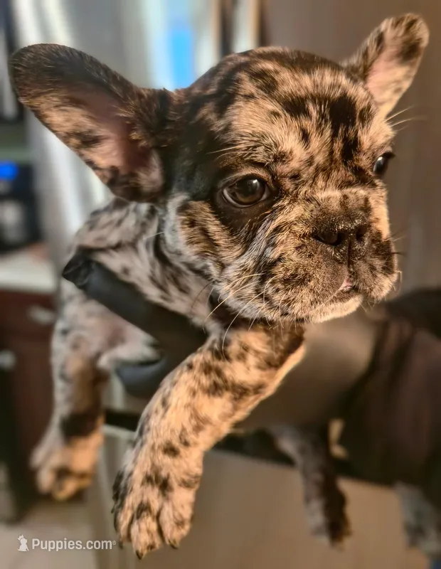 Madame Morrible  – French Bulldog puppy for sale in Louisville, KY