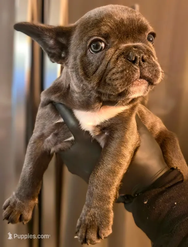 Oz – French Bulldog puppy for sale in Louisville, KY