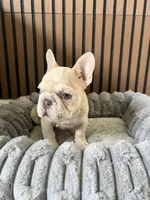 Spot, a male French Bulldog for sale in Miami, FL – 3 of 5