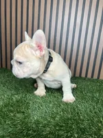Spot, a male French Bulldog for sale in Miami, FL – 3 of 3