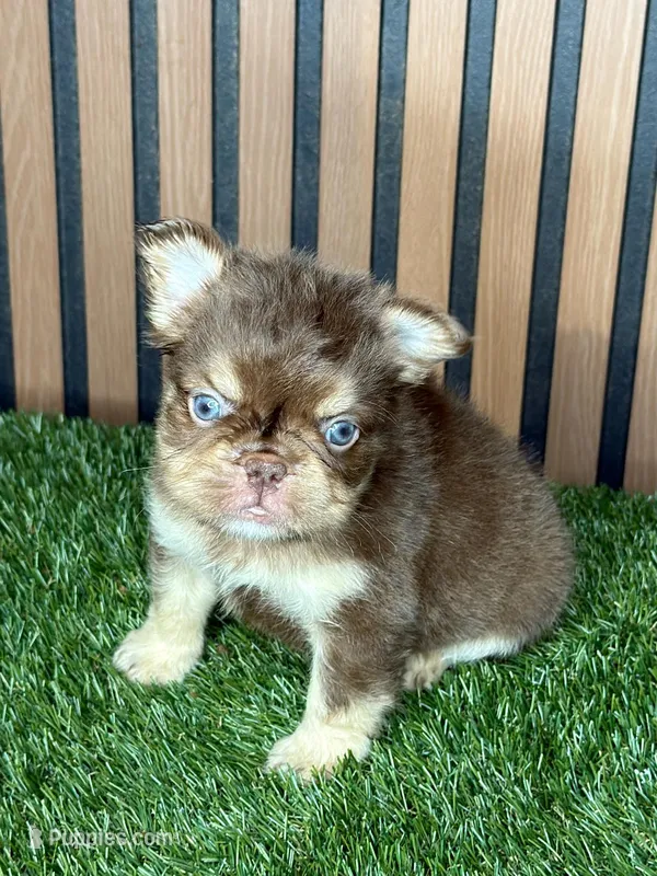 Omarion (Pink carrier) – French Bulldog puppy for sale in Miami, FL