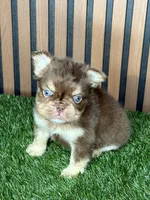 Omarion (Pink carrier), a male French Bulldog for sale in Miami, FL – 1 of 2