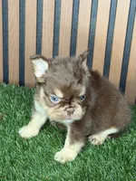Omarion (Pink carrier), a male French Bulldog for sale in Miami, FL – 2 of 2