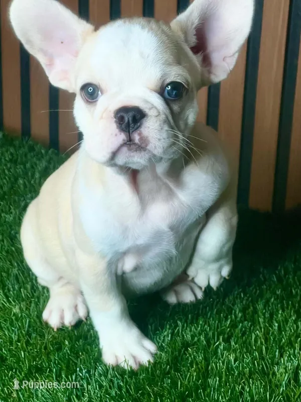 Marshmallow (husky) – French Bulldog puppy for sale in Miami, FL