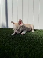 Marshmallow , a female French Bulldog for sale in Miami, FL – Photo 3 of 3