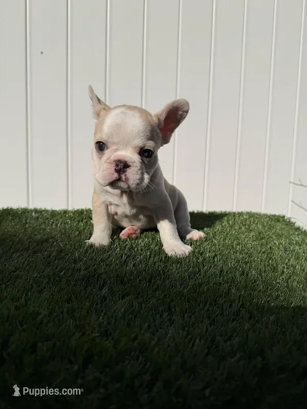 Marshmallow  – French Bulldog puppy for sale in Miami, FL