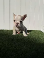 Marshmallow , a female French Bulldog for sale in Miami, FL – Photo 1 of 3