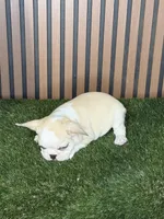 Marshmallow (husky), a female French Bulldog for sale in Miami, FL – 2 of 3