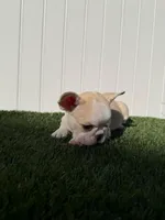 Marshmallow , a female French Bulldog for sale in Miami, FL – Photo 2 of 3