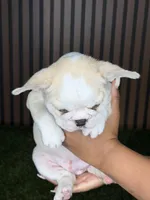 Marshmallow (husky), a female French Bulldog for sale in Miami, FL – 1 of 3