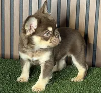 Omarion (Pink carrier), a male French Bulldog for sale in Miami, FL – 3 of 3