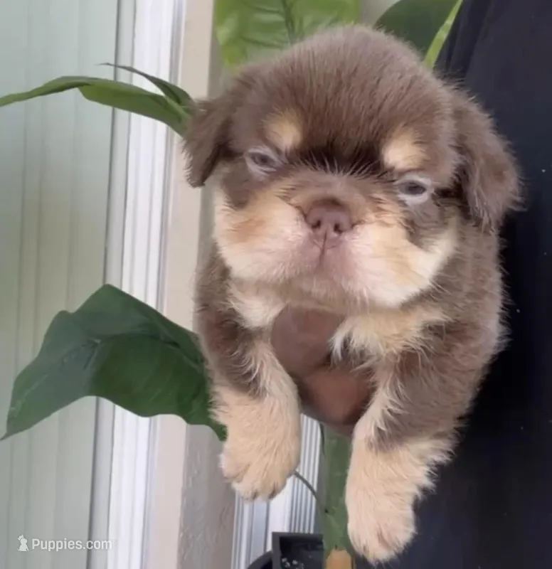 Snickers – French Bulldog puppy for sale in Miami, FL