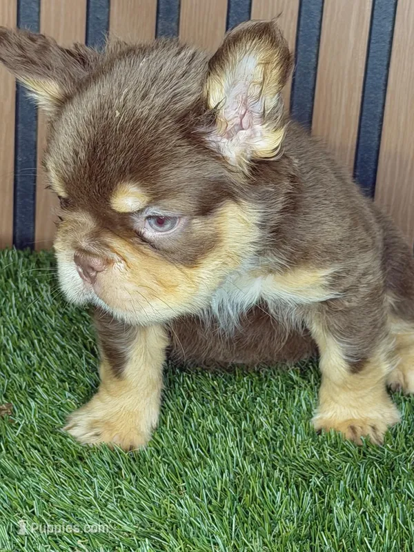 Chris brown  – French Bulldog puppy for sale in Miami, FL