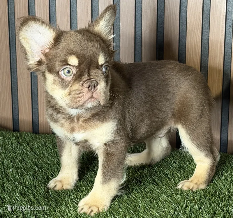 Omarion (Pink carrier) – French Bulldog puppy for sale in Miami, FL