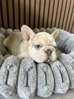 Spot, a male French Bulldog for sale in Miami, FL – 2 of 5