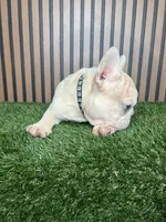 Spot, a male French Bulldog for sale in Miami, FL – 2 of 3