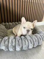Spot, a male French Bulldog for sale in Miami, FL – 4 of 5