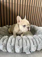Spot, a male French Bulldog for sale in Miami, FL – 5 of 5