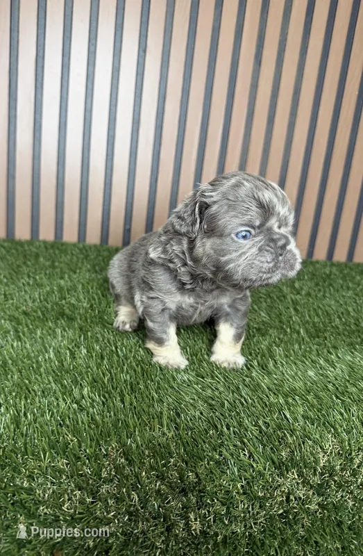 Jazz – French Bulldog puppy for sale in Miami, FL