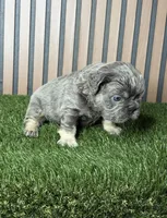 Jazz, a male French Bulldog for sale in Miami, FL – Photo 2 of 2