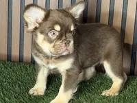 Omarion (Pink carrier), a male French Bulldog for sale in Miami, FL – 2 of 3