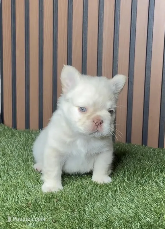 Polo Bear – French Bulldog puppy for sale in Miami, FL