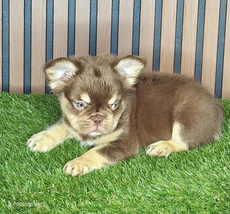 Omarion (Pink carrier) – French Bulldog puppy for sale in Miami, FL