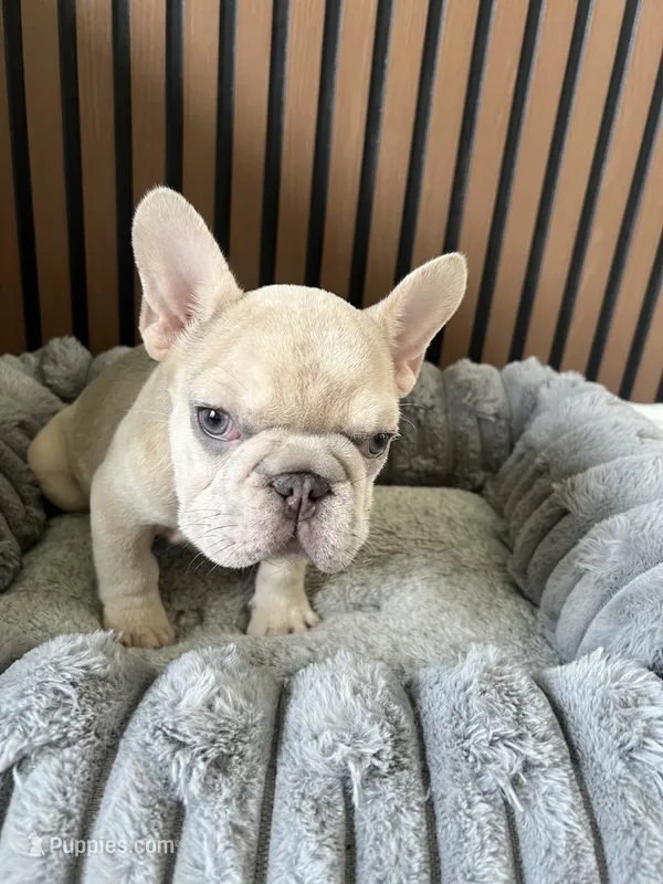 Spot – French Bulldog puppy for sale in Miami, FL