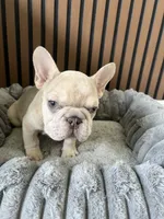 Spot, a male French Bulldog for sale in Miami, FL – 1 of 5