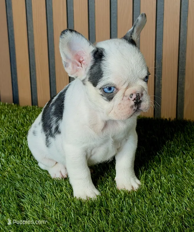 Sushi – French Bulldog puppy for sale in Miami, FL
