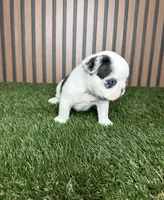 Sushi, a female French Bulldog for sale in Miami, FL – Photo 2 of 3