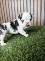 Sushi, a female French Bulldog for sale in Miami, FL – Photo 3 of 3