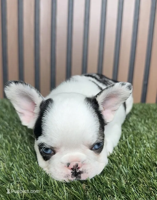 Sushi – French Bulldog puppy for sale in Miami, FL