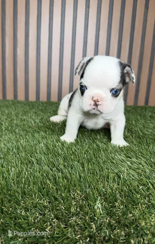 Sushi – French Bulldog puppy for sale in Miami, FL
